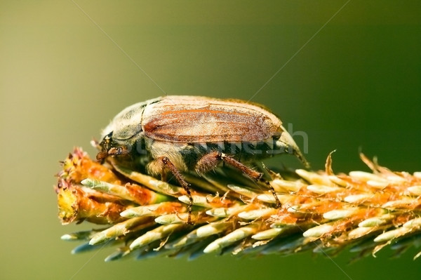 Bug vergadering bloem macro bruin groene Stockfoto © carenas1