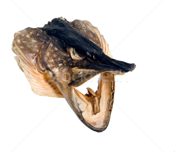 Head of fish Stock photo © carenas1