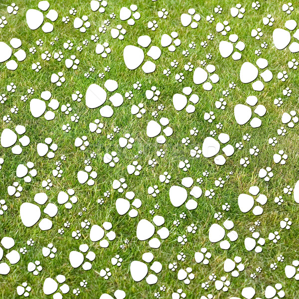 Fußabdruck Hund grünen Gras Gras Hintergrund weiß Stock foto © carenas1