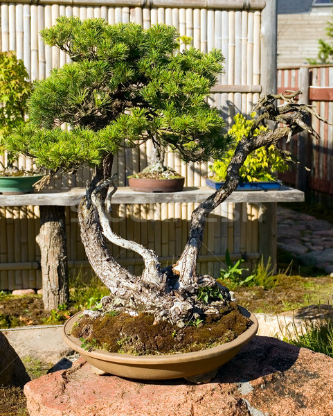 Bonsai pot tuin japans natuur plant Stockfoto © carenas1