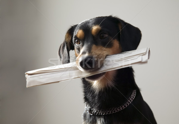 Dog with metal chain is holding newspaper Stock photo © carenas1