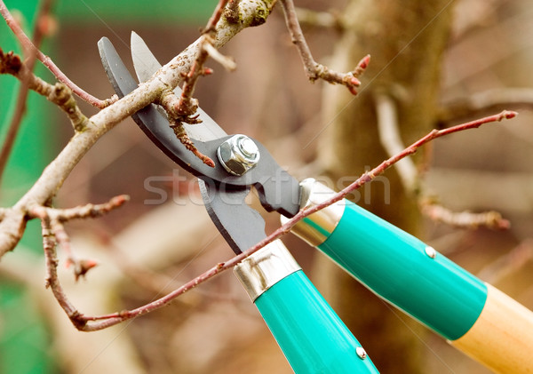 Stock photo: Cutting branches from tree with scissors