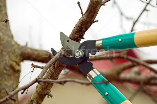 [[stock_photo]]: Arbre · ciseaux · bois · travaux