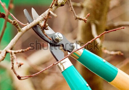 Arbre ciseaux bois travaux [[stock_photo]] © carenas1