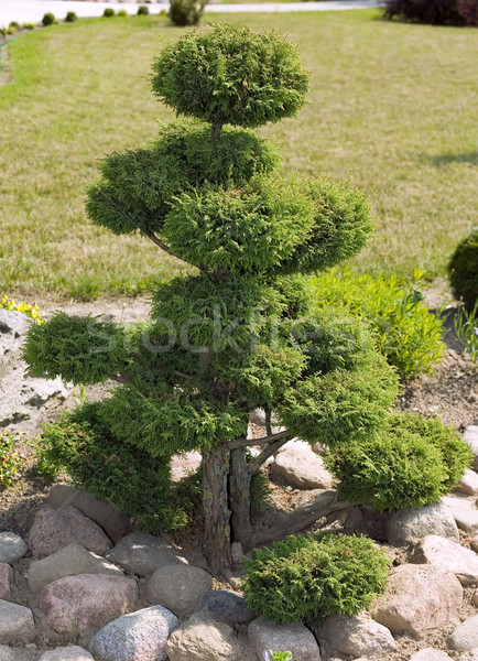 Beautiful bush with stones around Stock photo © carenas1