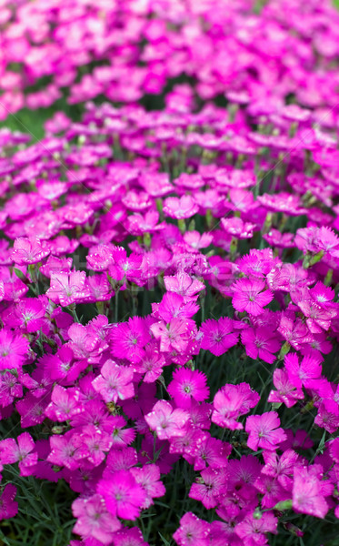 Pourpre fleurs texture printemps résumé nature [[stock_photo]] © carenas1