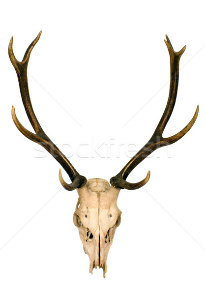 Herten goed natuur schedel hoofd Stockfoto © carenas1