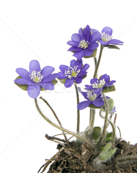 Beautiful violet flowers with soil Stock photo © carenas1