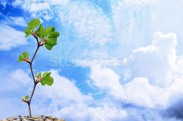 Blue Sky облака Денежное дерево белый бизнеса лист Сток-фото © carenas1