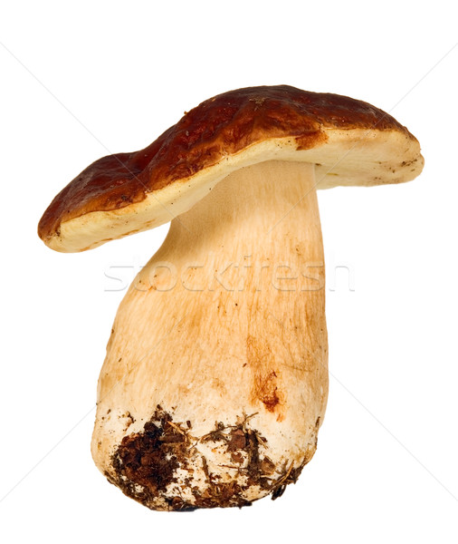 Big mushroom boletus Stock photo © carenas1