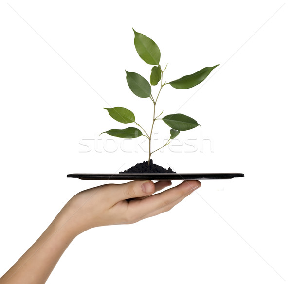 Man is holding tray with tree Stock photo © carenas1
