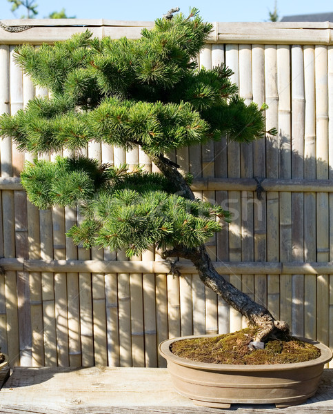 Bonsai Topf Garten japanisch Natur Anlage Stock foto © carenas1