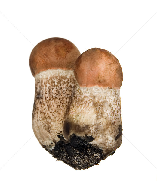 Bir mantar türü beyaz mantar orman doğa sebze Stok fotoğraf © carenas1