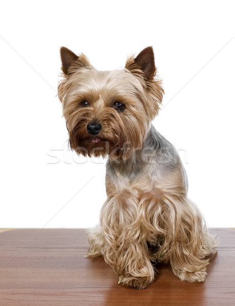 Yorkshire câine maro tabel alb fundal Imagine de stoc © carenas1
