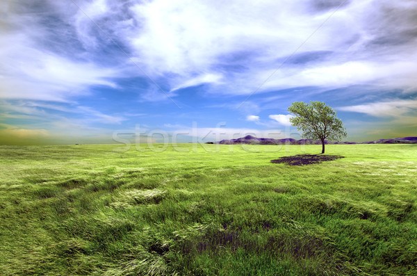  green fields and tree  Stock photo © carloscastilla