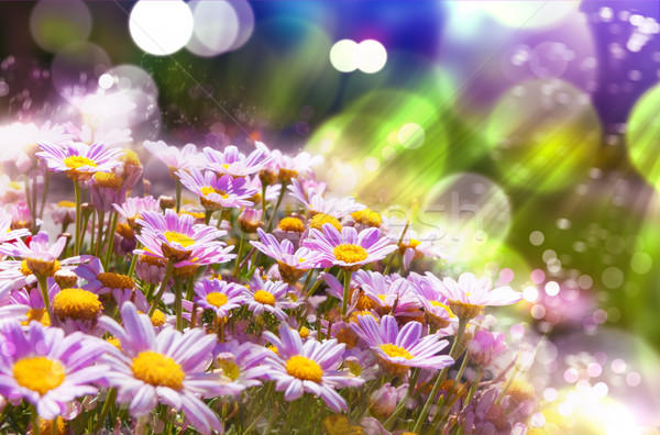 Frühling Blüte Wiesen Sonnenstrahl Blumen Sonnenschein Stock foto © carloscastilla