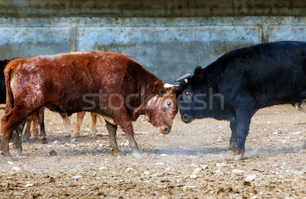 Raging bull  Stock photo © carloscastilla