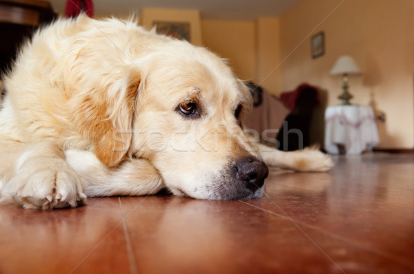 portrait of dog Stock photo © carloscastilla