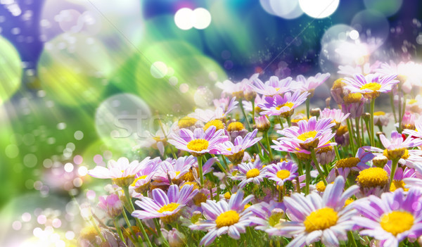 Spring flowering meadows and sunbeam background Stock photo © carloscastilla