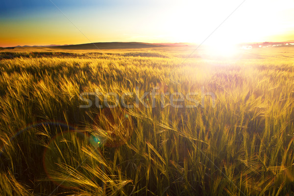 Wheat filed and sunset.Agriculture Stock photo © carloscastilla