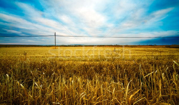 Wheat fields  Stock photo © carloscastilla