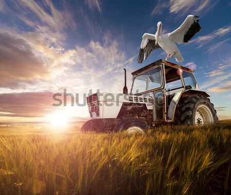 Farm scenery and sunset wheat fields Stock photo © carloscastilla