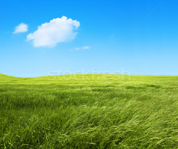 Foto stock: Verde · naturaleza · campo · hierba · verde · primavera · verano