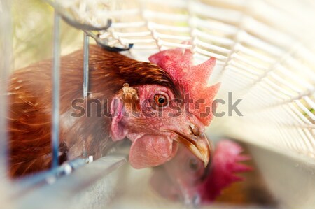 hen Stock photo © carloscastilla