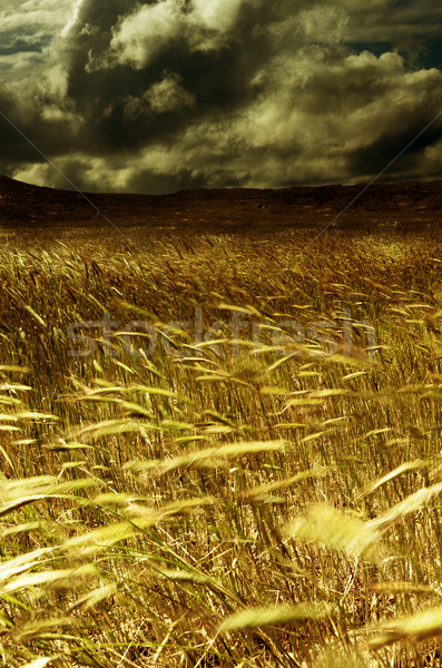 Foto stock: Tormenta · cosecha · campo · campo · de · trigo · cielo · nubes