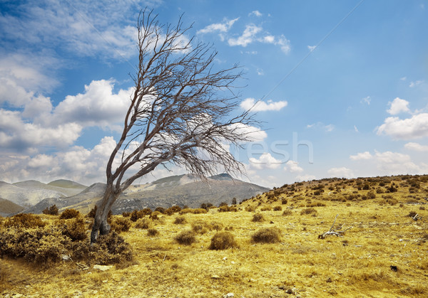 Landschaft einsamen trocken Baum dramatischen blauer Himmel Stock foto © carloscastilla