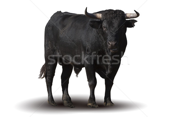 Stock photo: Spanish black bull 