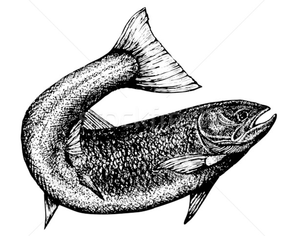 highly detailed sketch of a salmon Stock photo © CarpathianPrince