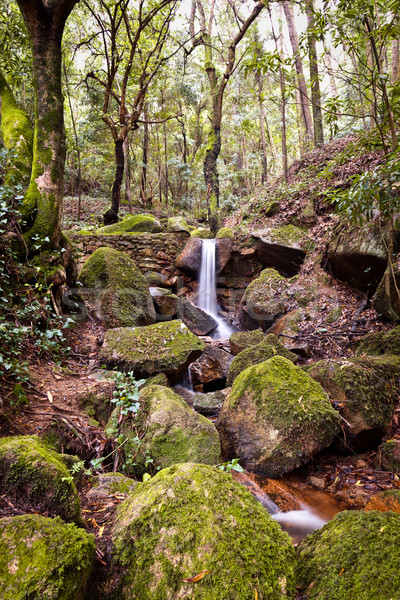 Small natural waterfall. Stock photo © Carpeira10