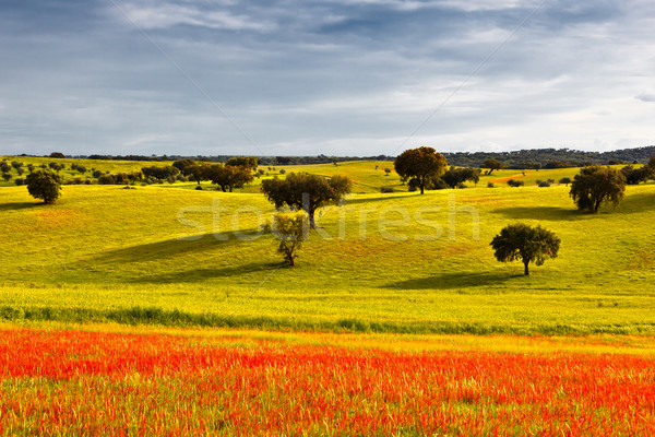 Greenfield at the beginning of spring. Stock photo © Carpeira10