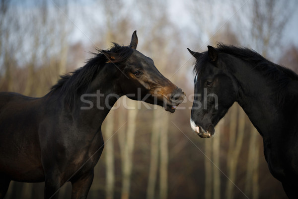 Chevaux prairie sauvage automne temps cheval [[stock_photo]] © castenoid