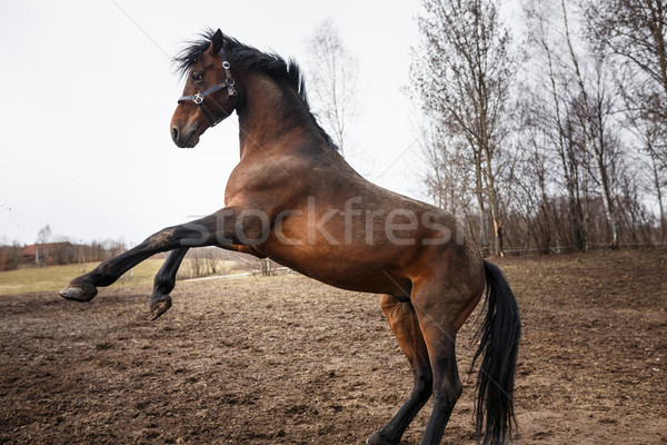 Running horse  Stock photo © castenoid