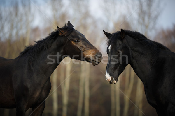 Chevaux prairie sauvage automne temps cheval [[stock_photo]] © castenoid
