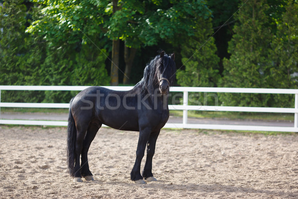 Portrait of a frisian horse Stock photo © castenoid
