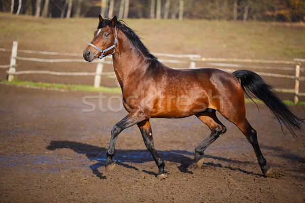 Ejecutando caballo sucia campo verano tiempo Foto stock © castenoid