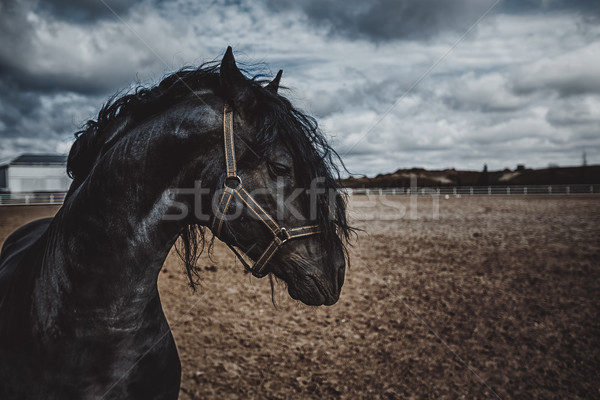 портрет лошади черный открытых дороги области Сток-фото © castenoid