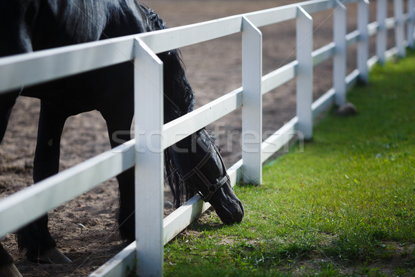 Frisian Horse Grazing Stock photo © castenoid