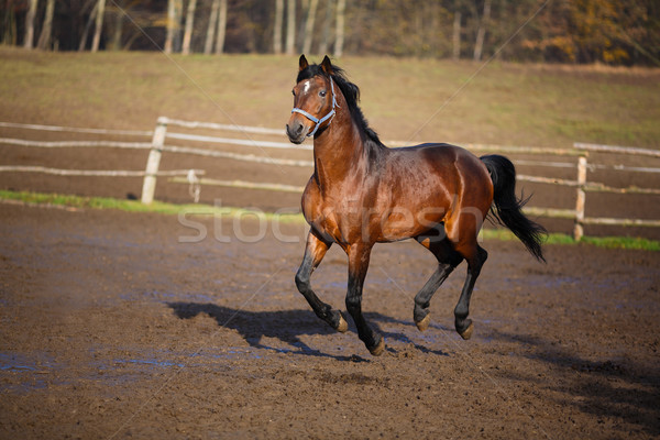 Running horse Stock photo © castenoid