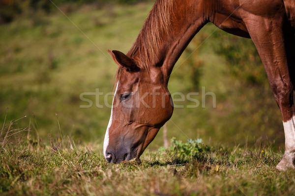 Horse eating grass Stock photo © castenoid