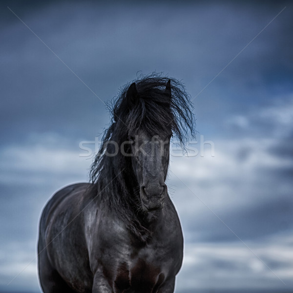 Portrait of a frisian horse Stock photo © castenoid