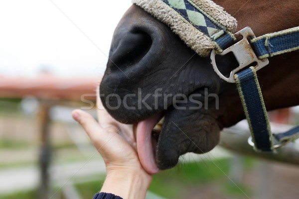 Maulkorb Pferd menschlichen Hand Hand Gesicht Stock foto © castenoid