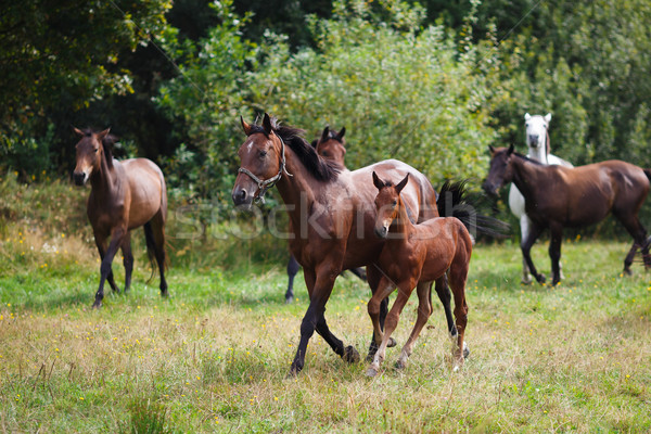 Herd of horses Stock photo © castenoid