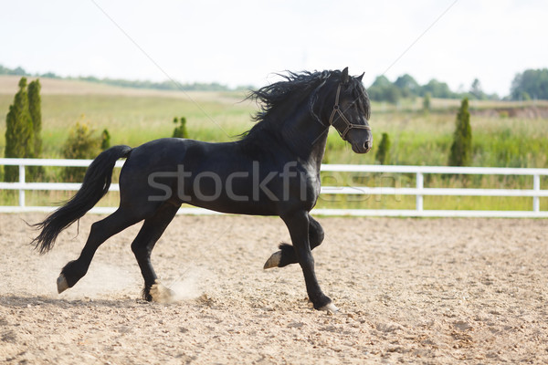 Running frisian horse Stock photo © castenoid