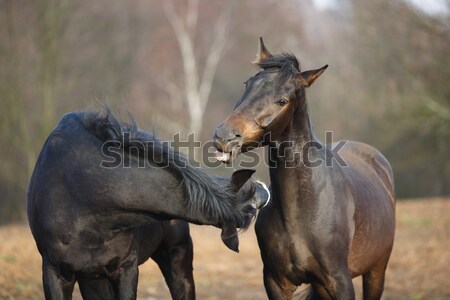 Horses on the meadow Stock photo © castenoid