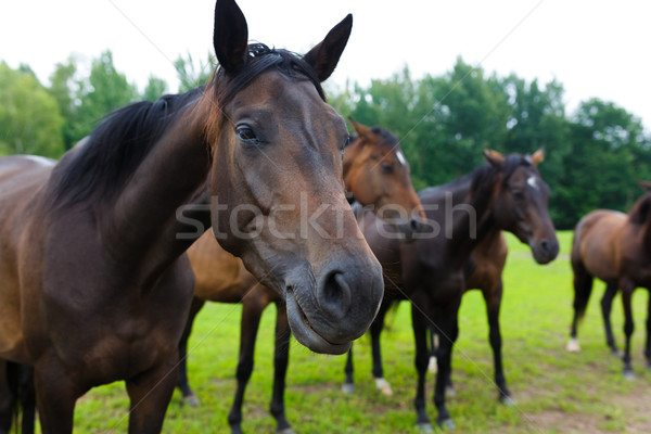 Csoport lovak kívül ló ranch nyár Stock fotó © castenoid