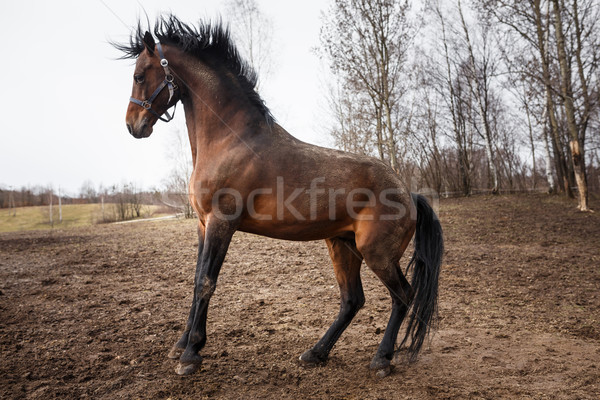 Running horse  Stock photo © castenoid